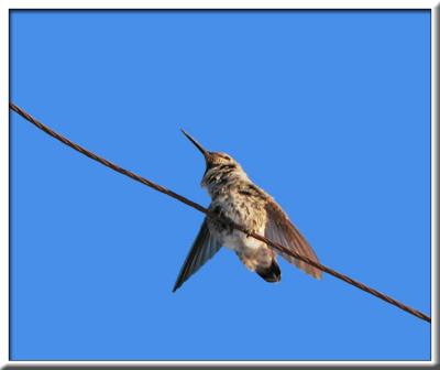 HummingJetWeb.jpg