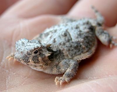 Horned Lizard at LMR