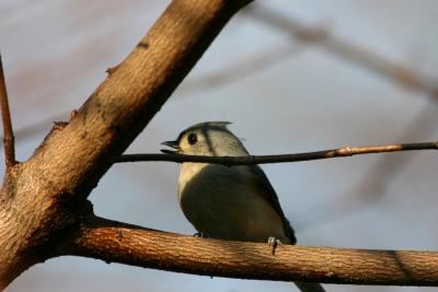 u32/bjjb99/medium/37627984.bjjb_birds_01.jpg