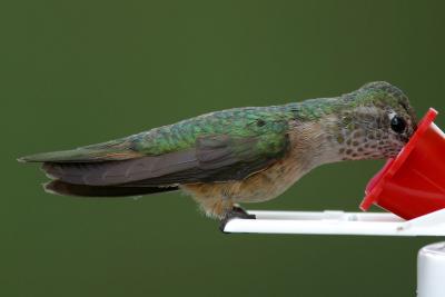 Broad-Tailed HummingbirdII
