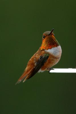 Rufous Hummingbird II
