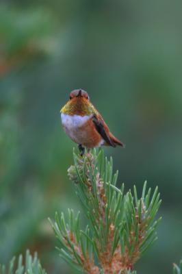 Rufous Hummingbird III
