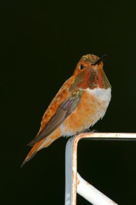 Rufous Hummingbird IV
