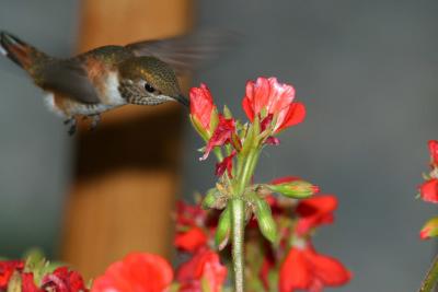 Rufous Hummingbird V