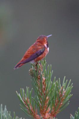 Rufous Hummingbird VI