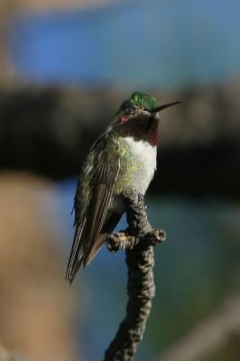 Broad-Tailed Hummingbird IV