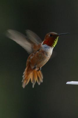 Rufous Hummingbird VII