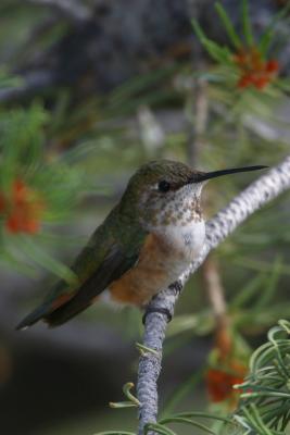 Broad-Tailed Hummingbird V
