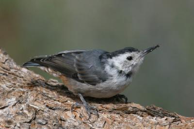 White-Breasted Nuthatch with Ant