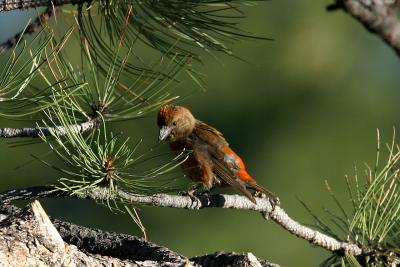 Red Crossbill in Pine