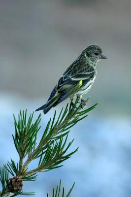 Pine Siskin on Pine