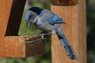 Western Scrub Jay II (Now that's a Mouthful!!)