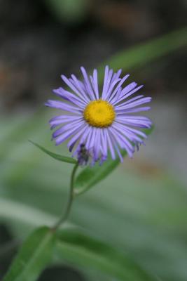Antero Wildflower