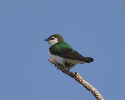 Violet-green Swallow II