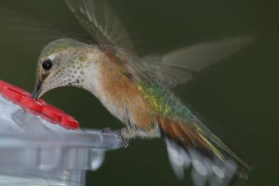 Broad-tailed Hummingbird I