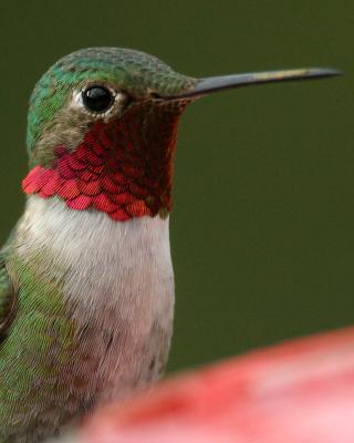 Broad-tailed Hummingbird II