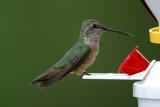 Broad-Tailed Hummingbird I