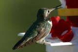 Broad-Tailed Hummingbird III