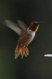 Rufous Hummingbird VII