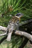 Black-Headed Grosbeak IV