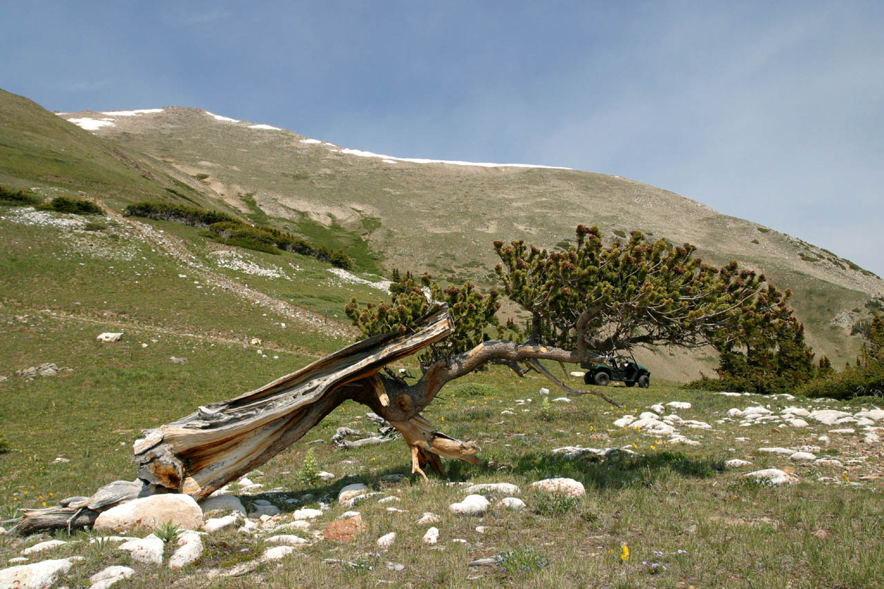 Taylor Mountain Colorado