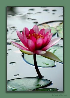 Another View of Water Lily