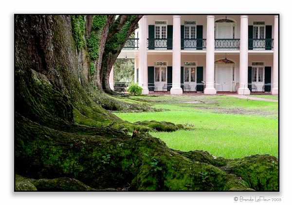 Oak Alley framed thru Tree