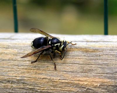 Hornet Eats Cedar Gate
