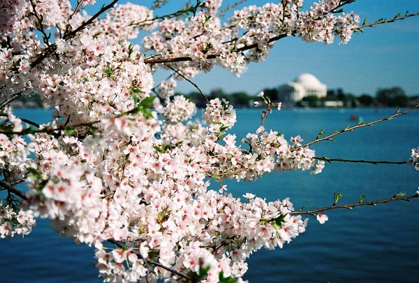The Cherry Blossoms in Spring