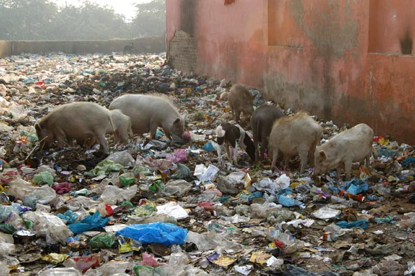 Pigs wading in plastic garbage near the Taj Mahal