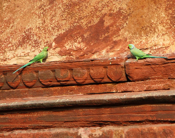 Parakeets on Agra Fort