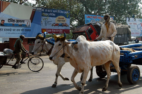 3 cows pulling a cart
