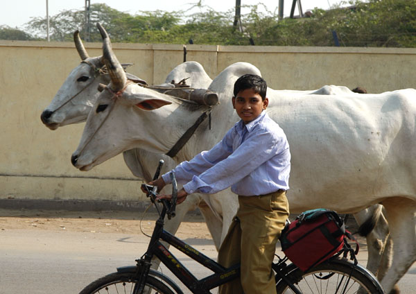 Student on bike with oxen