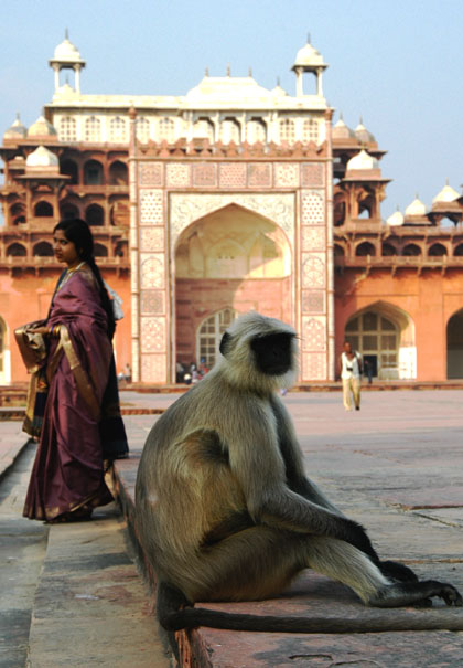 Monkey, Akbar's Mausoleum