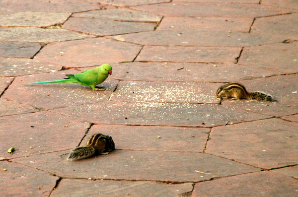 Parakeet and squirrels at the Taj