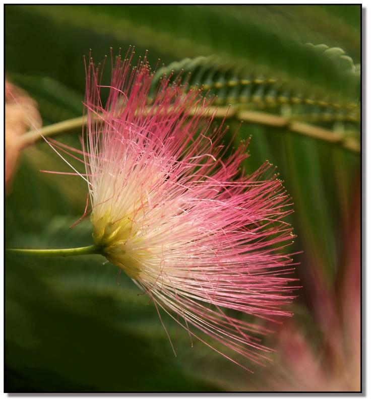 Mimosa tree #3