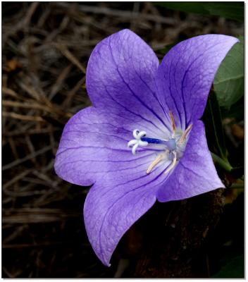 Balloon flower, sideview