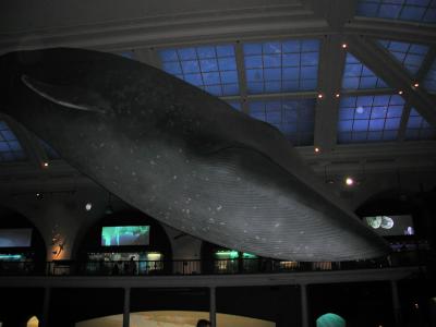 Natural History Museum - Blue Whale - Huge!