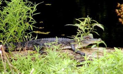 u32/braveart/medium/31630656.AllyGator721.jpg