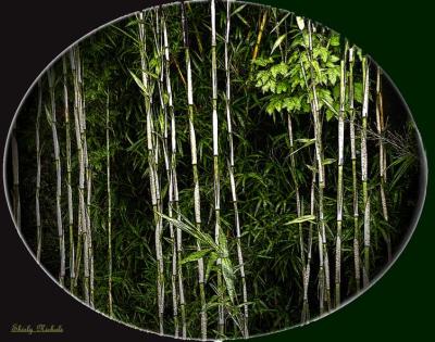 bamboo patch.jpg