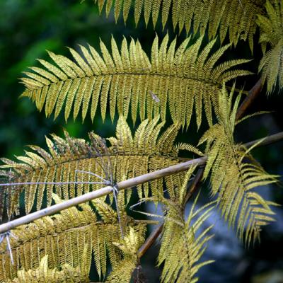 BOTANIC-0010
