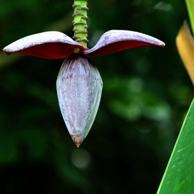 BOTANIC-0013