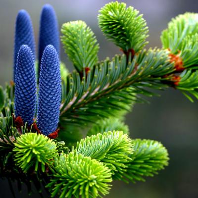 BOTANIC-0016