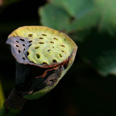 BOTANIC-0017