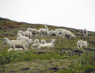 Wild Dall Sheep