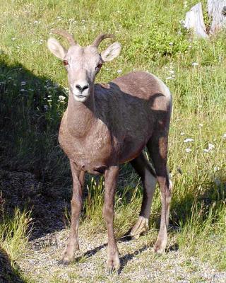 Female Rocky Mountain Big Horn Sheep