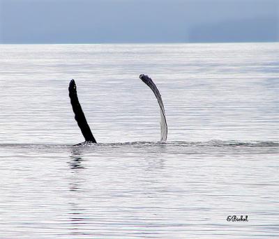 Humpback Flippers