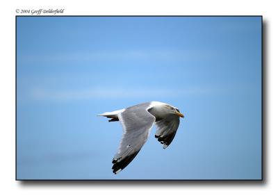 Copy of Seagul in flight 4.jpg