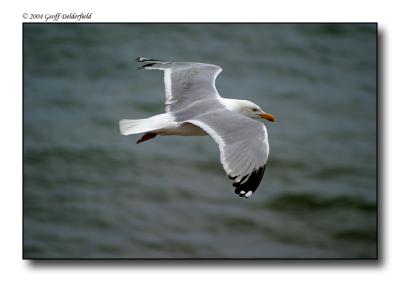 Copy of Seagul in flight 9.jpg