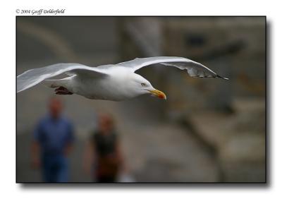 Seagul in flight 10.jpg
